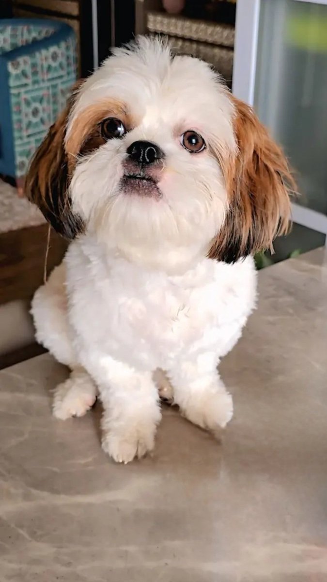 RioRiaLand's tweet photo. My baby Rini โค๏ธ
#RioRiaLand #ChipsWithDips #shihtzu #shihtzus #shihtzulove #shihtzuthepuppy #doglovers #doglove #shihtzulovers #therfamily https://t.co/gfdHyLQEkp