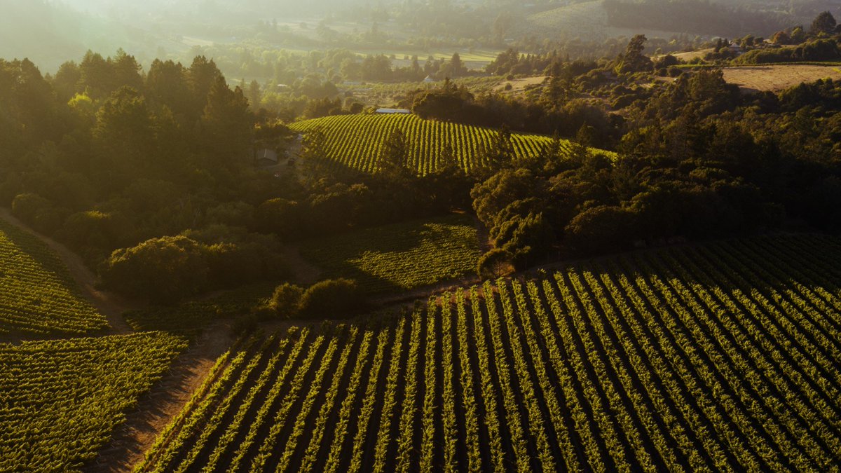 We pride ourselves in nurturing the expressiveness of our Pinot Noir, letting its unique character shine—brisk, vibrant, and naturally elegant.

📸 Wildly Simple Productions