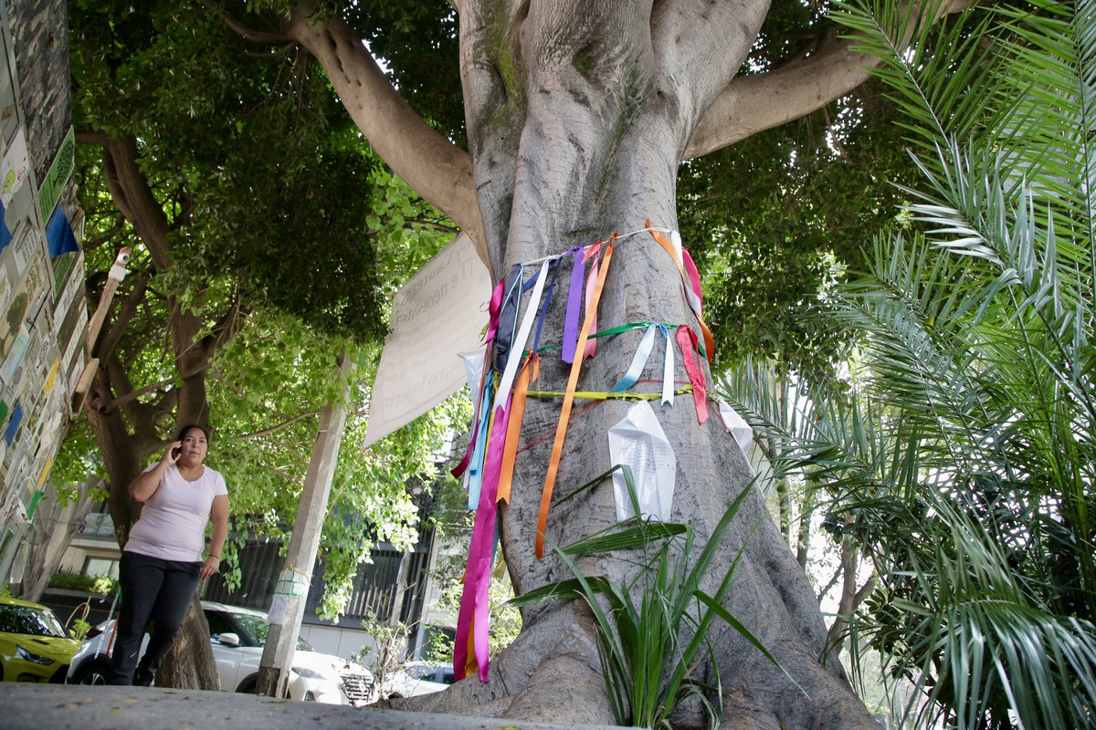 Revista Dominga (@dominga_milenio) on Twitter photo ¡Laureano está en pie de lucha vs el #Cartelinmobiliario!
Este árbol que vive en la Del Valle y se ha convertido en un símbolo de resistencia contra la #gentrificación. La historia la trae para DOMINGA <a href="/riveravazg/">Guillermo Rivera</a>:
milenio.com/comunidad/laur…
¿Conoces otro ejemplo de resistencia ¡Laureano está en pie de lucha vs el #Cartelinmobiliario!
Este árbol que vive en la Del Valle y se ha convertido en un símbolo de resistencia contra la #gentrificación. La historia la trae para DOMINGA <a href="/riveravazg/">Guillermo Rivera</a>:
milenio.com/comunidad/laur…
¿Conoces otro ejemplo de resistencia