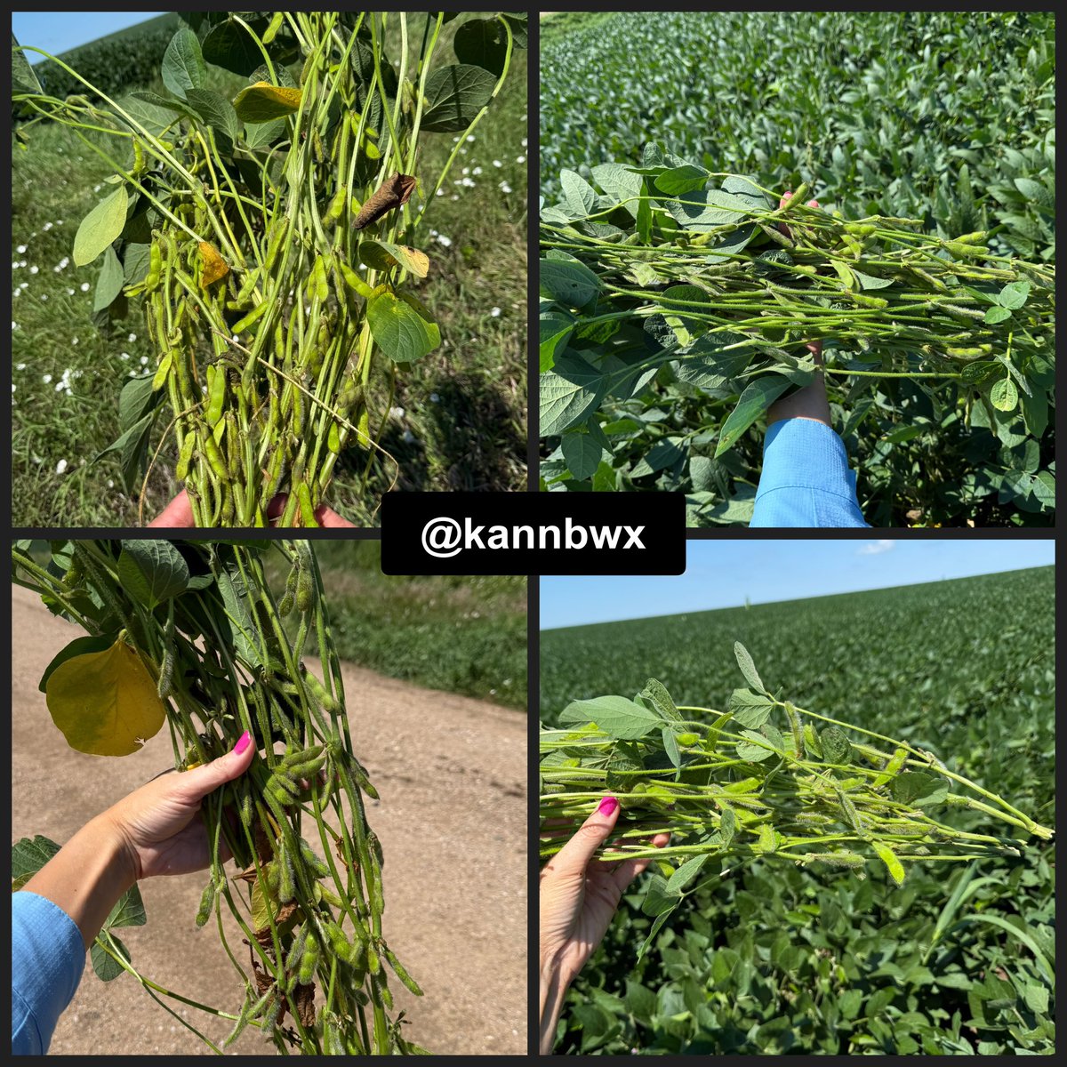 Four stops in far northeast Nebraska to cap off Monday on #pftour25.

Soybean pod counts are incredible. 1751 pods in a 3x3' plot on avg vs 1003 in these 4 stops last year, 1295 in 2023.

Corn avg 193 bu/acre (162 in 2024, 158 in 2023. Again, same 4 stops).