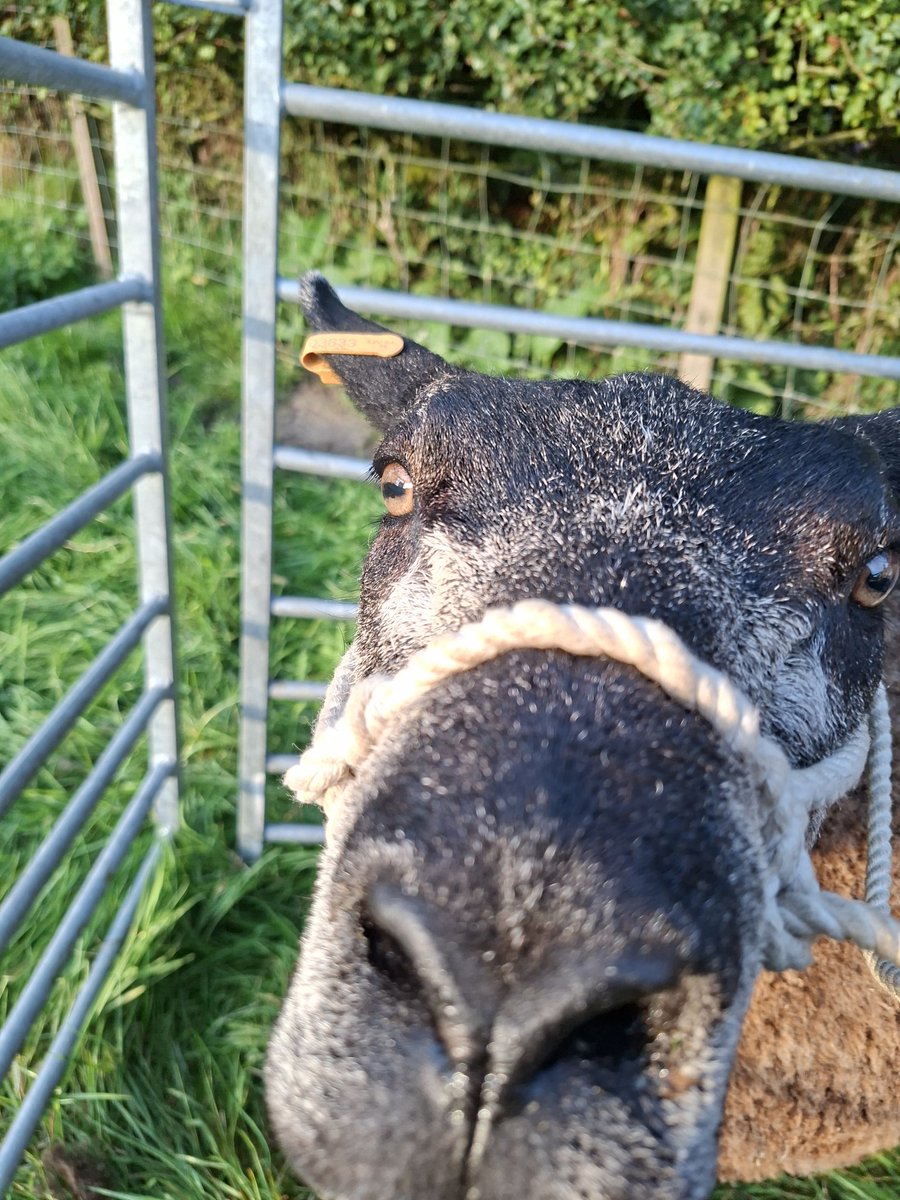 Yo ......biscuit time