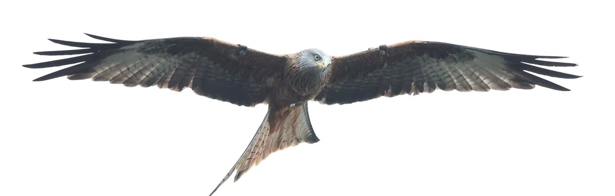As part of #heritageweek come and meet some of the scientists and volunteers working on the Hawk Eyes project tracking buzzards and kites heritageweek.ie/event-listings…