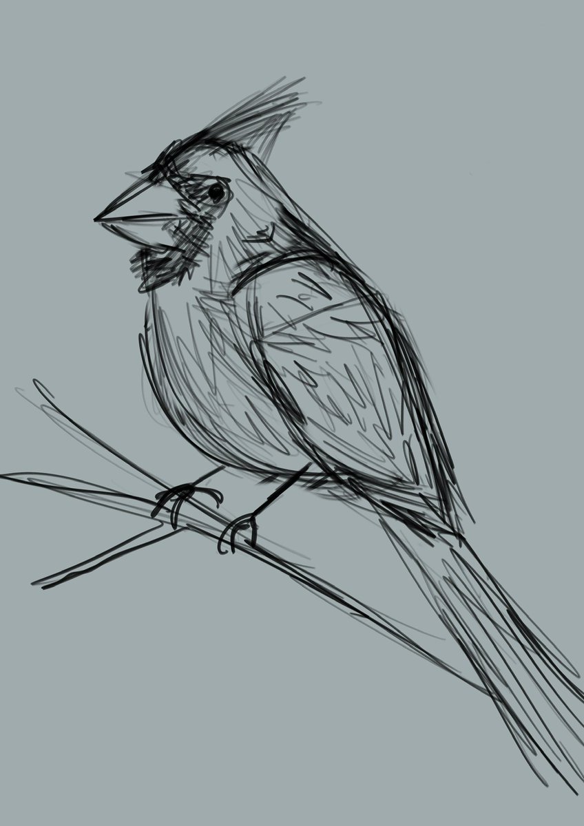 h3biscuit's tweet photo. Cardinals sketches for my aunt ♥️ https://t.co/dBA8Vv6iDD