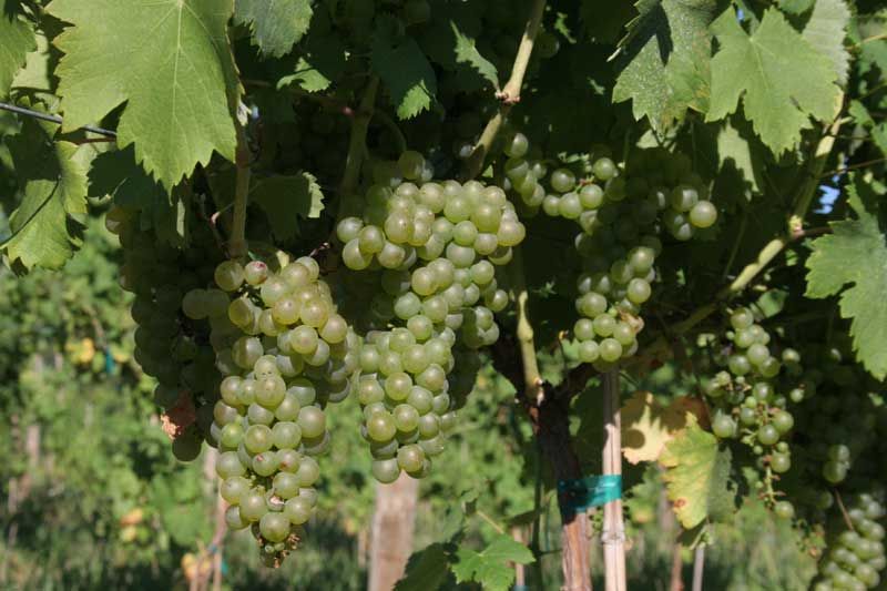 Notaviva Farm Brewery & Winery tweet media