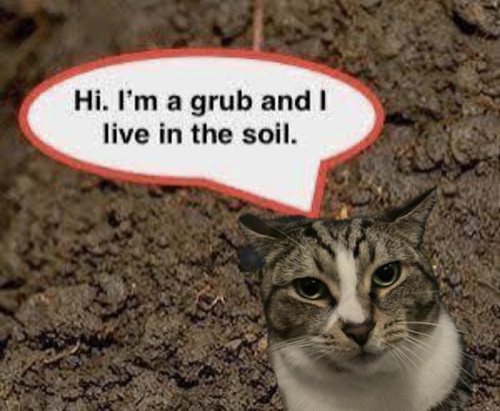 bean_and_chaton's tweet image. bean the grub 

#cats #catmemes #CatsofTwittter