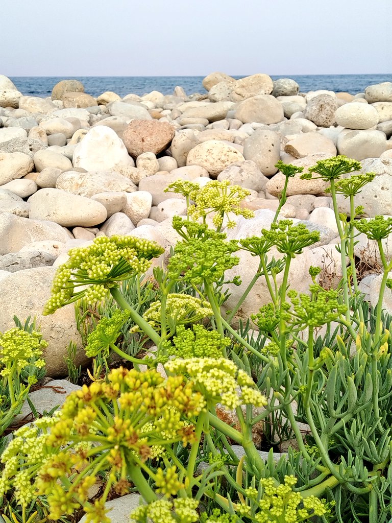 amainada (@faseoruga) on Twitter photo 