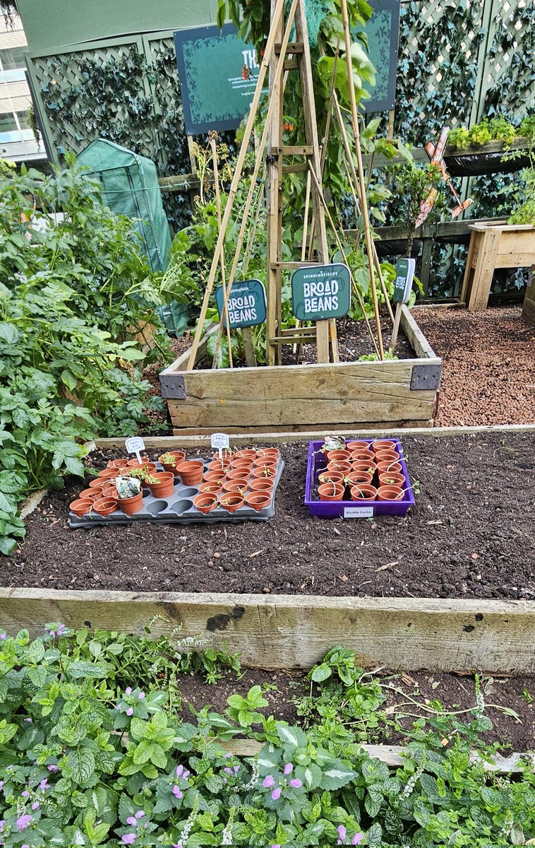 barb milne (@barbmilne) on Twitter photo The Little 'Lot <a href="/Spinningfields/">Spinningfields</a> #Manchester with a tray of unusual seedings 🏸 <a href="/GardensHour/">GardensHour</a> #GardensHour The Little 'Lot <a href="/Spinningfields/">Spinningfields</a> #Manchester with a tray of unusual seedings 🏸 <a href="/GardensHour/">GardensHour</a> #GardensHour