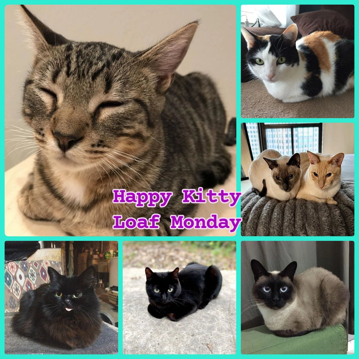 Snow Fairy 2.0 ☃️🧚🏻♀️ Be Kind 🌊🌈🐈⬛ Mimsey (@lynda3035) on Twitter photo Happy #KittyLoafMonday pawfriends 😺💖🐈⬛🐈 <a href="/catshealdeprsn/">cats with threatening auras</a> <a href="/caesar_saladcat/">Caesar Salad</a> <a href="/GingerLoafTigs/">Gingerbread Tigs</a> <a href="/Geraldi91000465/">Tilly Cat 🐈 🇺🇦🇺🇦🇺🇦🇮🇪🇮🇪🇮🇪</a> <a href="/half_straycat/">Marshmallow and Oreo🐾❤️😺❤️😽❤️</a> #CatsOfTwitter 🧚🏻♀️🩷 Happy #KittyLoafMonday pawfriends 😺💖🐈⬛🐈 <a href="/catshealdeprsn/">cats with threatening auras</a> <a href="/caesar_saladcat/">Caesar Salad</a> <a href="/GingerLoafTigs/">Gingerbread Tigs</a> <a href="/Geraldi91000465/">Tilly Cat 🐈 🇺🇦🇺🇦🇺🇦🇮🇪🇮🇪🇮🇪</a> <a href="/half_straycat/">Marshmallow and Oreo🐾❤️😺❤️😽❤️</a> #CatsOfTwitter 🧚🏻♀️🩷