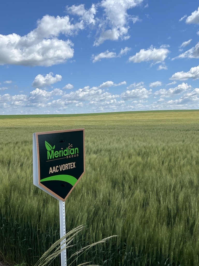 Looking for high yielding, reliable winter wheat? AAC Vortex delivers excellent standability, winter hardiness and strong disease resistance.
Plant with confidence this fall - AAC Vortex performs!
Reserve your seed today!
#winterwheat #CerealCrops #aacvortex
