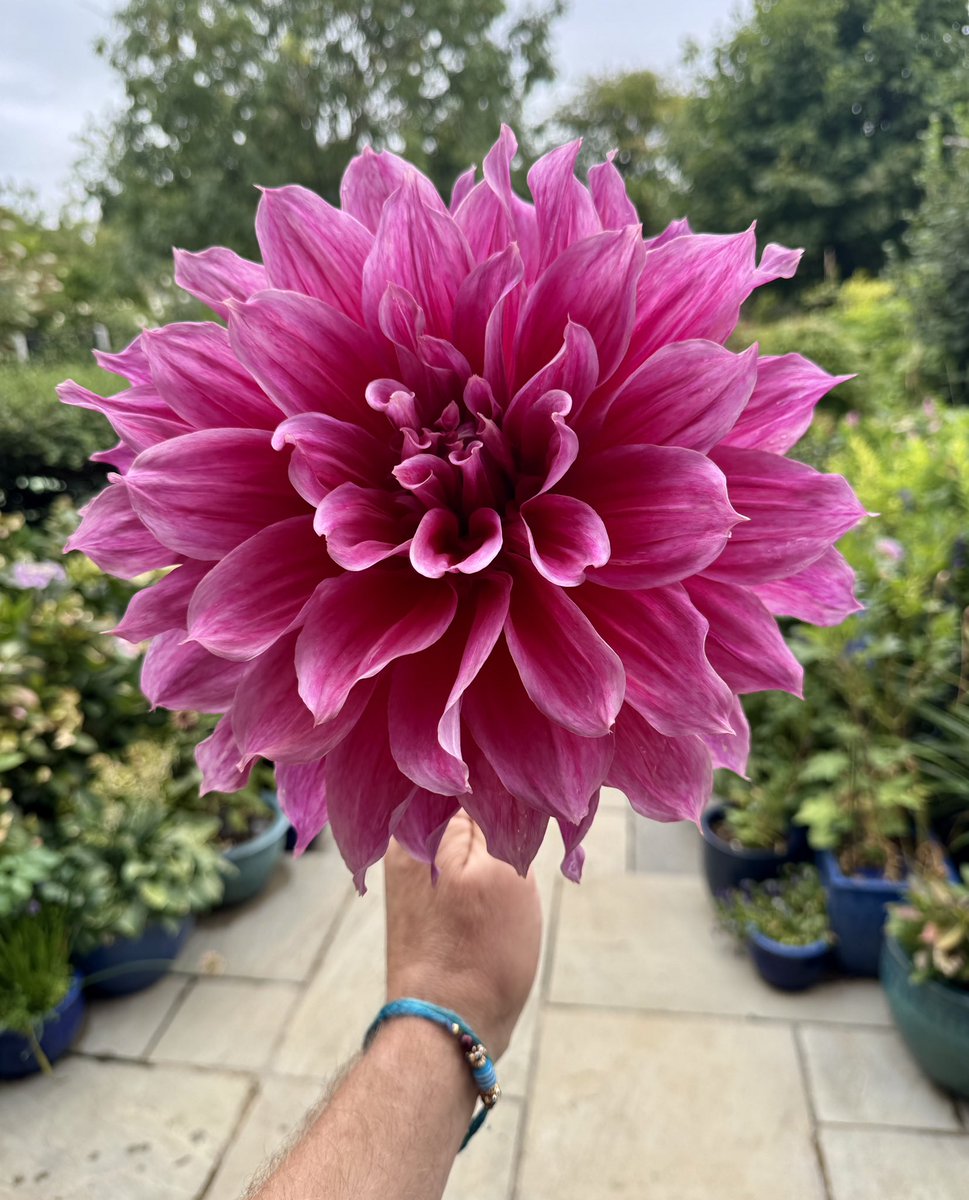The award for the largest flowers I’ve ever grown go to Dahlia ‘Emory Paul’  #gardenshour