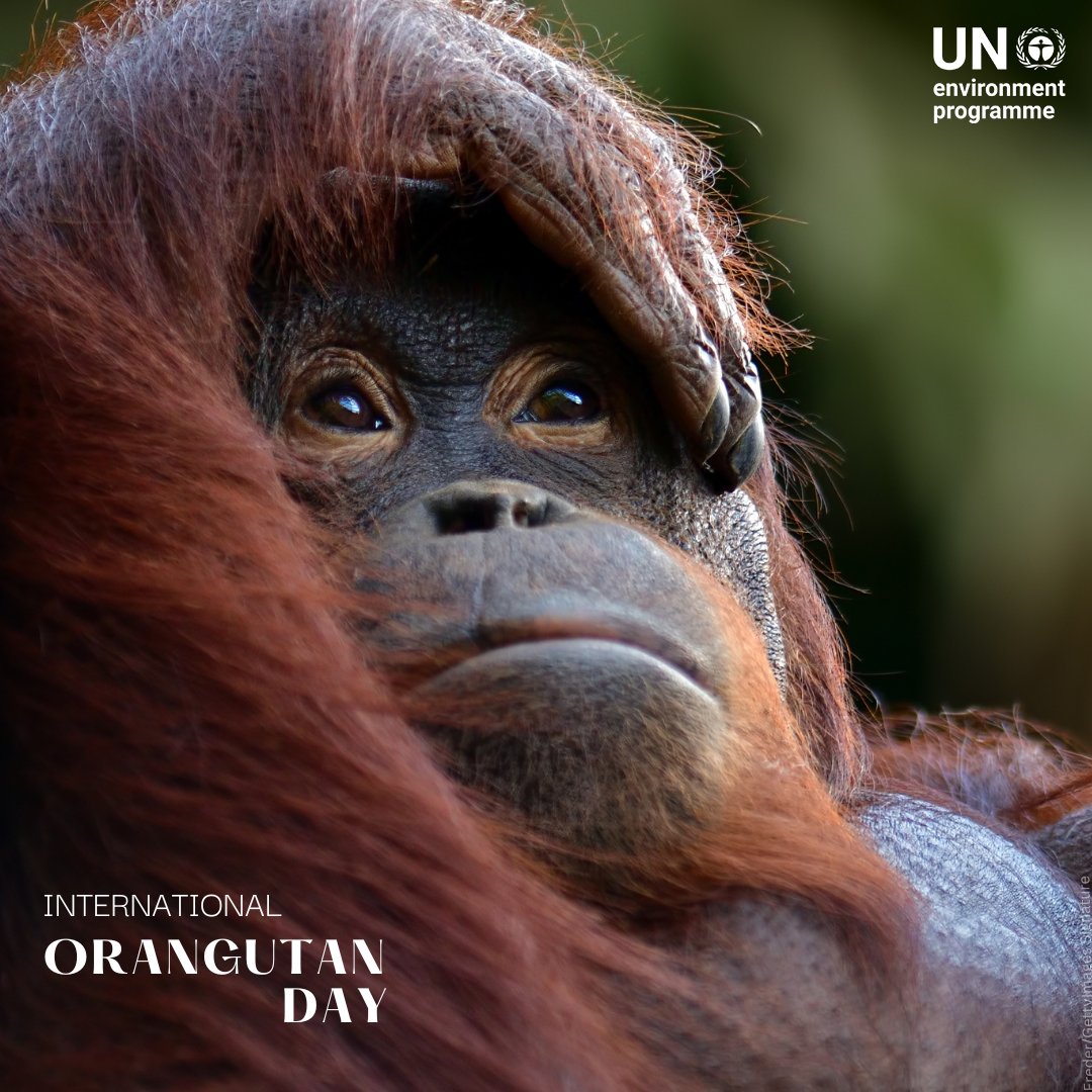 United Nations (@un) on Twitter photo Orangutans are critically endangered due to climate change, habitat loss, poaching, deforestation and other threats.
On Tuesday's #OrangutanDay, help spread the word on the importance of protecting these animals.
More from <a href="/UNEP/">UN Environment Programme</a>: wildfor.life/species/orangu… Orangutans are critically endangered due to climate change, habitat loss, poaching, deforestation and other threats.
On Tuesday's #OrangutanDay, help spread the word on the importance of protecting these animals.
More from <a href="/UNEP/">UN Environment Programme</a>: wildfor.life/species/orangu…