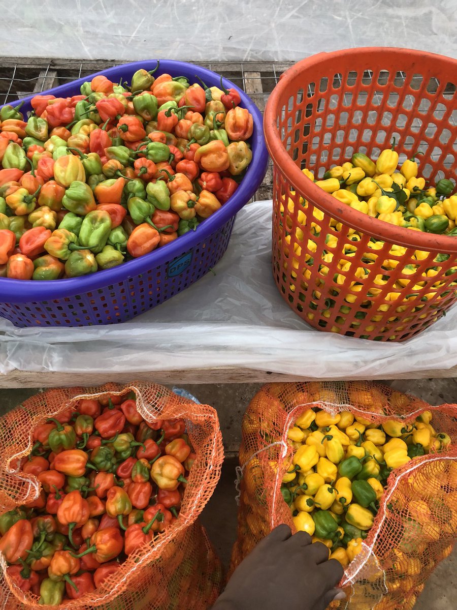 Kanortey (@kanorteyyy) on Twitter photo We harvested today!
The joy of a pepper farmer ❤️💛
#farming #agriculture #viral #fypviraltwitter
<a href="/DefarmerAlex/">Defarmercist Alex Afari 🇬🇭</a> We harvested today!
The joy of a pepper farmer ❤️💛
#farming #agriculture #viral #fypviraltwitter
<a href="/DefarmerAlex/">Defarmercist Alex Afari 🇬🇭</a>