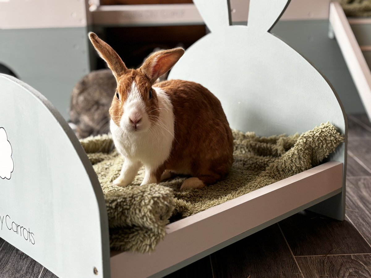Carrot cottage rabbit rescue (@carrotcottagerr) on Twitter photo Whatever we do, however great we make the rescue, the bunnies just don’t get the shares, likes and followers that we need to keep growing please take a look at our page, share the bunnies and help us build a bigger, stronger community to save bunnies 🐰 Whatever we do, however great we make the rescue, the bunnies just don’t get the shares, likes and followers that we need to keep growing please take a look at our page, share the bunnies and help us build a bigger, stronger community to save bunnies 🐰