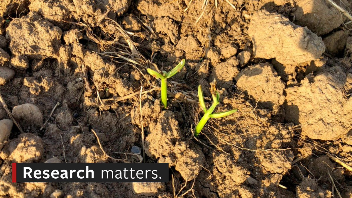 CornellAgriTech's tweet photo. 🌿🐝 As NY phases out harmful neonic pesticides, @CornellCALS  scientists are stepping up with safer, effective alternatives for growers.

New research shows some eco-friendly treatments even outperform neonics in sweet corn! 🌽💪 https://t.co/WZvpPEjHdV https://t.co/tzspUsycRq