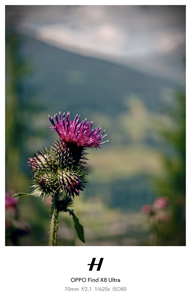 behnke_lars's tweet image. Thistles and bees in serenity. Quite windy conditions, so taking macros in full clarity mode was a bit of a challenge for the #FX8U, maybe too much so, since the thistles and bees did not move in unison.

#ShotOnSnapdragon #ShotOnOPPO #FindX8Ultra #Hasselblad