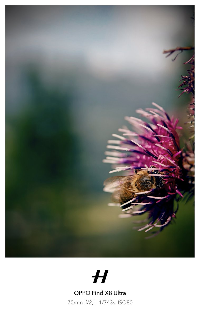 behnke_lars's tweet image. Thistles and bees in serenity. Quite windy conditions, so taking macros in full clarity mode was a bit of a challenge for the #FX8U, maybe too much so, since the thistles and bees did not move in unison.

#ShotOnSnapdragon #ShotOnOPPO #FindX8Ultra #Hasselblad