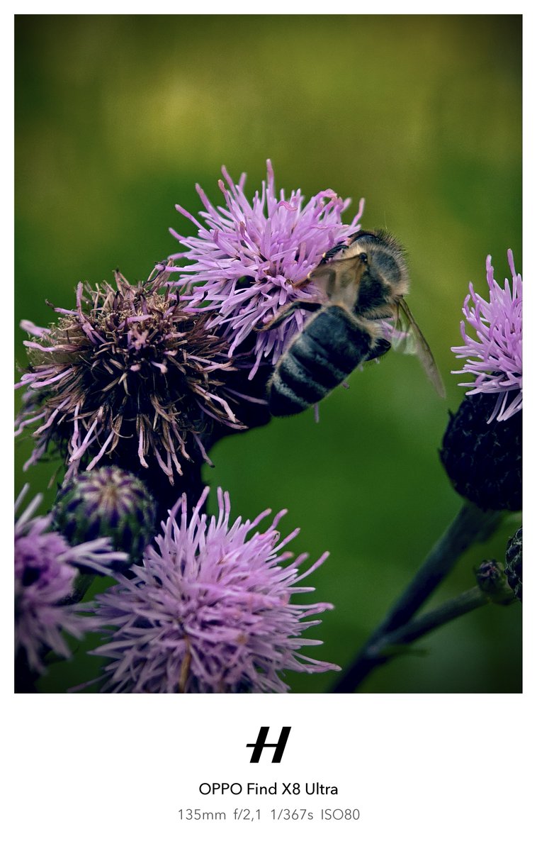 behnke_lars's tweet image. Thistles and bees in serenity. Quite windy conditions, so taking macros in full clarity mode was a bit of a challenge for the #FX8U, maybe too much so, since the thistles and bees did not move in unison.

#ShotOnSnapdragon #ShotOnOPPO #FindX8Ultra #Hasselblad