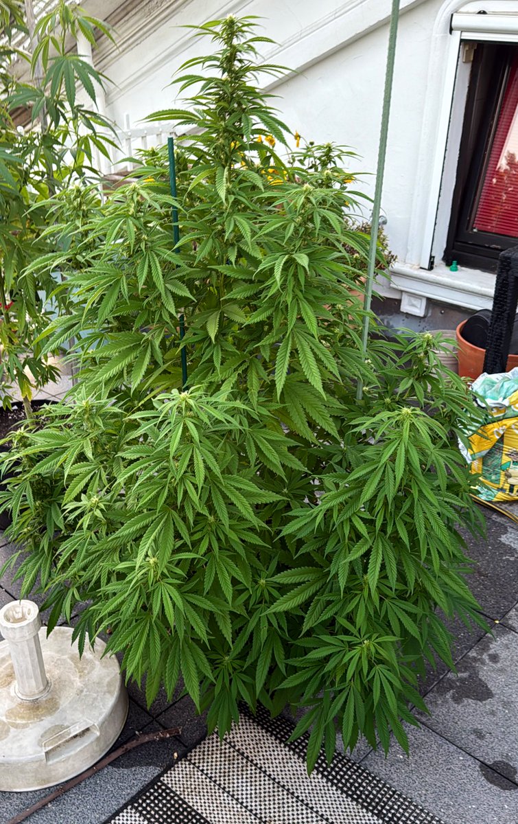 Serious 6
Anfang Juni als Steck von Flowery Field