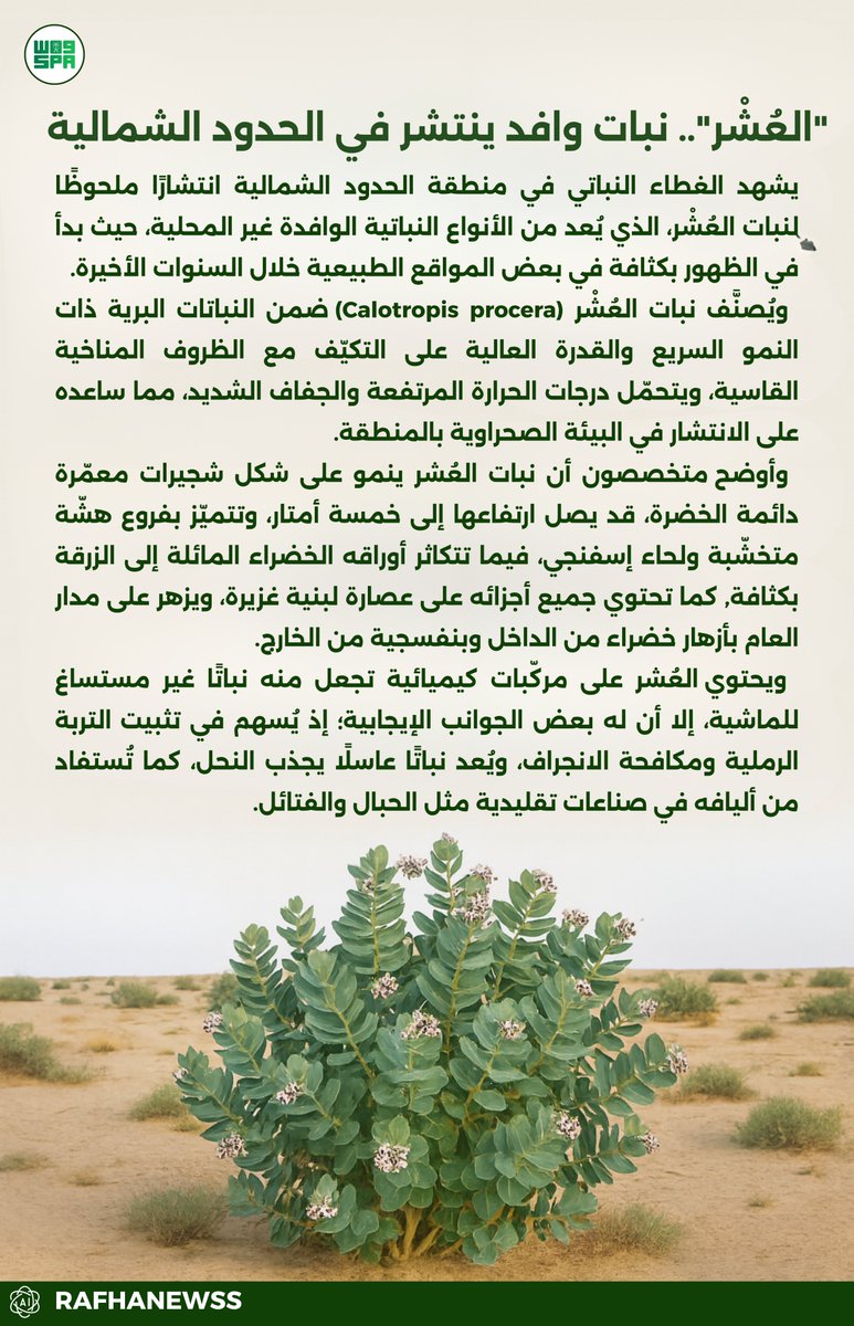 "العُشْر".. نبات وافد ينتشر في الحدود الشمالية ..

#الحدود_الشمالية 
#عرعر #رفحاء #طريف #العويقيلة