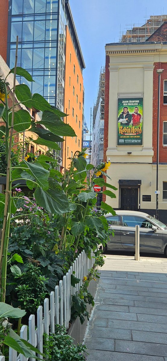 barb milne (@barbmilne) on Twitter photo Sunflowers at The Little 'Lot community garden <a href="/Spinningfields/">Spinningfields</a> <a href="/GardensHour/">GardensHour</a> #GardensHour #Manchester #UrbanGarden Sunflowers at The Little 'Lot community garden <a href="/Spinningfields/">Spinningfields</a> <a href="/GardensHour/">GardensHour</a> #GardensHour #Manchester #UrbanGarden