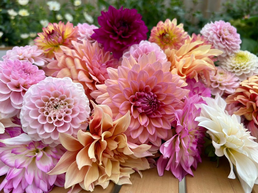 My friends gone on holiday so she picked her dahlias for me ❤️❤️❤️
#flower #garden #dahlia #gardening