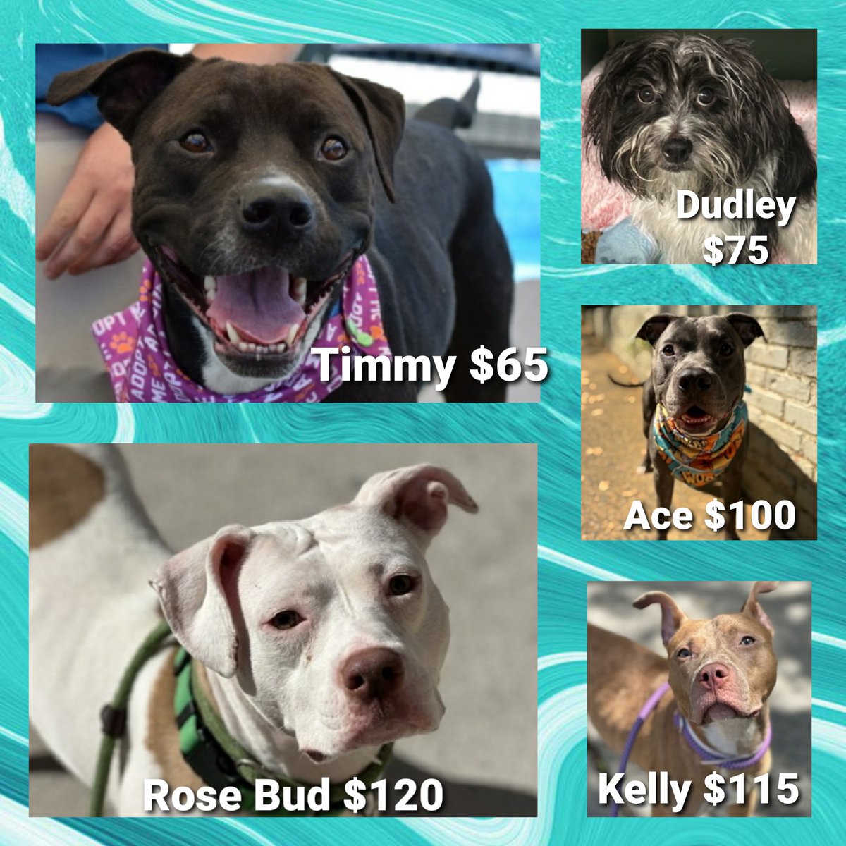 MorgFairsdogs's tweet image. 🔆Dogs with pledges under $150🔆

These 5 dogs are listed TBK 8/19 and could get kill commands tomorrow 

They need our help!

#Pledge4Rescue 
#foster #adopt