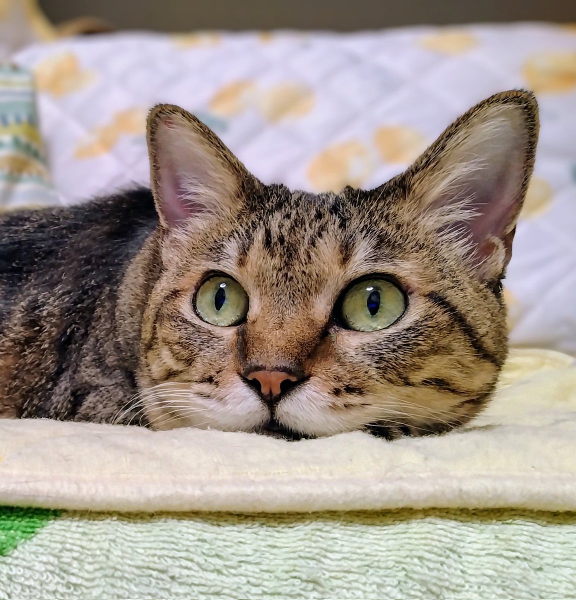 昨夜、水族館特集を
真剣にみているときの顔
ジンベエザメが
気に入ったようです
𓆛𓆜𓆝𓆞𓆟𓂃𓂂*.ﾟ
 #舟を編む  
いよいよ最終回
原作とちがう結末が
楽しみなのだけど
終わってしまう寂しさよ
 #猫のいる暮らし𓏲𓎨 
 #くりかのこ