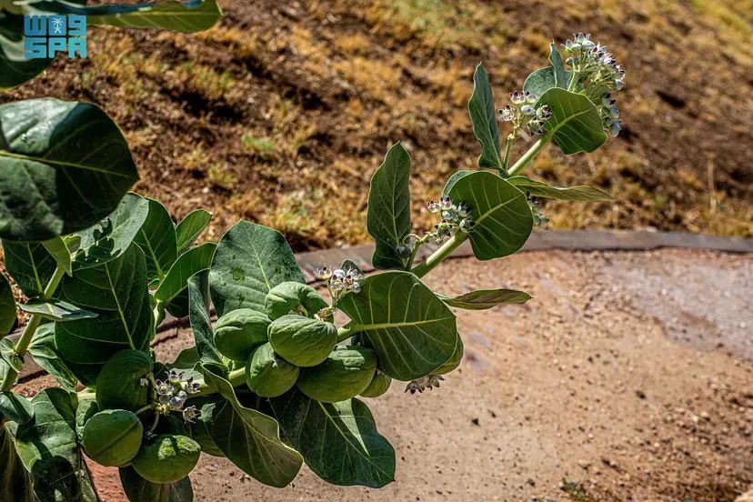 #واس ||

 "العُشْر".. نبات وافد ينتشر في #الحدود_الشمالية

spa.gov.sa/N2380605