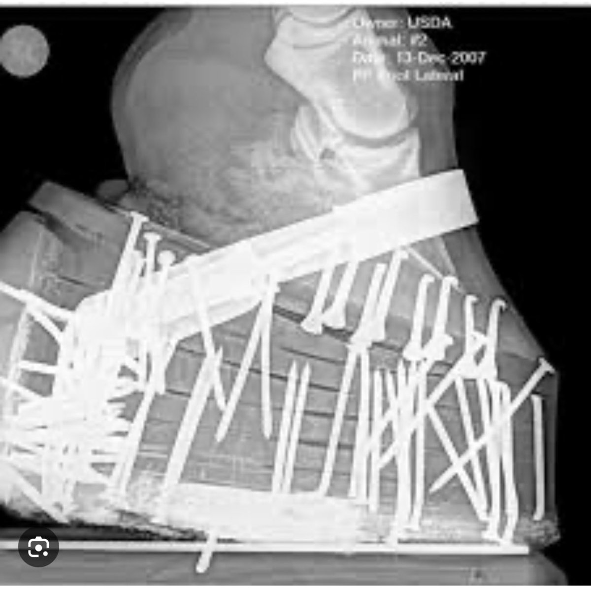 Perrymanlobby's tweet photo. @CarolinaJournal “Manis faced a $10 civil penalty and one-year ban from horse shows, exhibitions, sales, and auctions.” $10.00 and a 1 year ban??? 
Tell this horse that will stop the abuse… https://t.co/OEQhe3NFn3