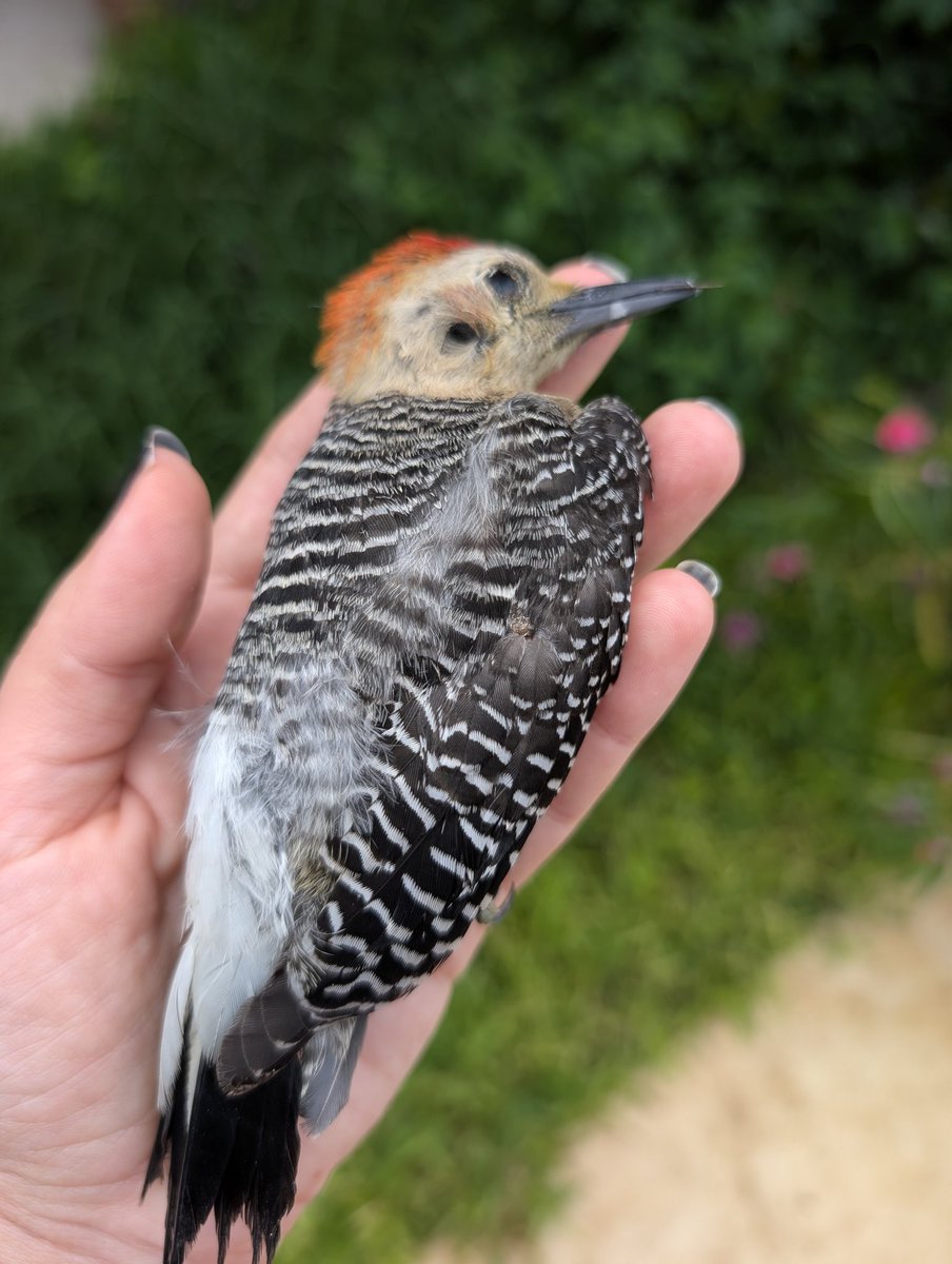 PMounou's tweet photo. TW mort animale (non graphique)
Un très joli pic-vert yucatèque est venu mourir sous le garage. On va l'enterrer au jardin.
Je le montre parce que c'est un oiseau superbe qui n'existe pas en Europe.
Pic à ventre roux (Melanerpes carolinus)
#bird #picvert https://t.co/eyXX9TT9hB