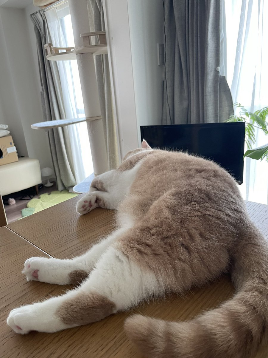 ぽんぽこりん🐱