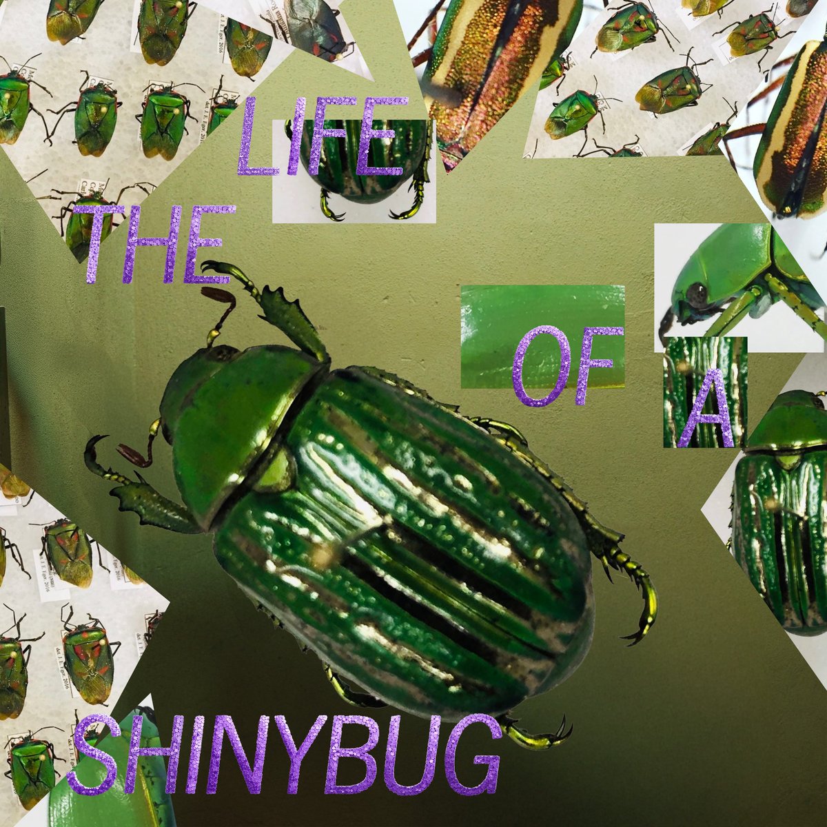 AUMNH2's tweet photo. In our Shiny Bug Era ๐๐ชฒ๐ฆโค๏ธโ๐ฅ
#ts12 #theshinybugcollection #entomology #beetles #truebug #naturalhistory #aumnh https://t.co/x2HdM8KfRs