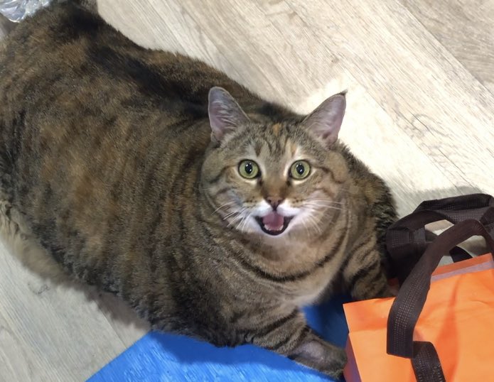 天の誕生日ケーキどこニャー！！
これケーキの袋ニャッ！