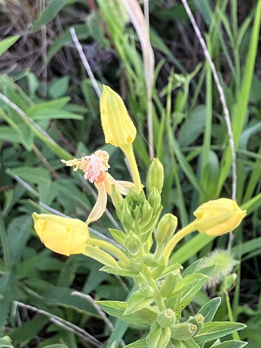 おはケロ〜☀️時々☁️🥵💦🐸ｹﾛ♬
8月19日(火)最高気温は、、、36℃🥵💦🐸ｹﾛ🎶

今日から少しずつ準備(９月、１０月の行事)していこう、一気にするとバテてしまう🐸ｹﾞｺｹﾞｺ🎶

今日も１日笑顔😊は満点、どきどきわくわくは年中無休🍀🪷🌸✨🐸ｹﾛｯｰｰｰ🎶
#マツヨイグサ