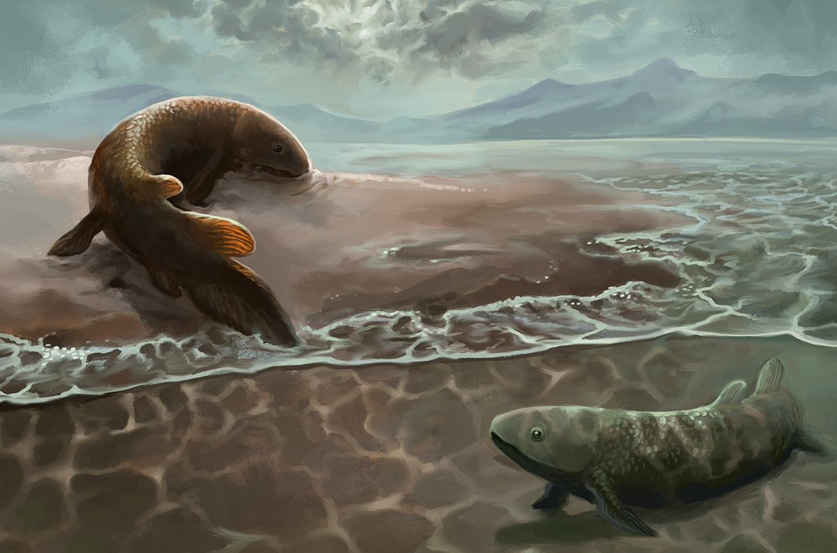 Traces of dipnoan fish document the earliest adaptations of vertebrates to move on land

Art by Jakub Zalewski

nature.com/articles/s4159…