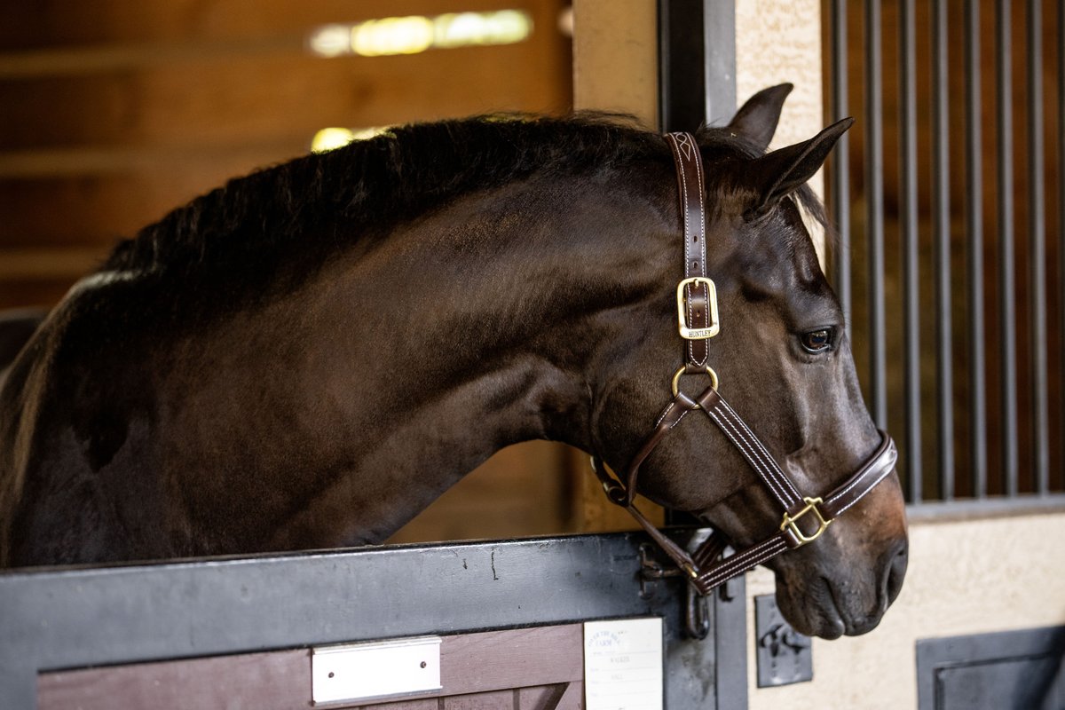 huntleyeq's tweet photo. Schooling is back in session and we've got you covered! Check out our selection of premium leather stitched halters and leads to keep you and your partner looking sharp. 

Shop https://t.co/2BelgCsjZ6

#huntleyequestrian #stablestyle #horsegear #leatherhalters #schoolingready https://t.co/haYJO1DASV