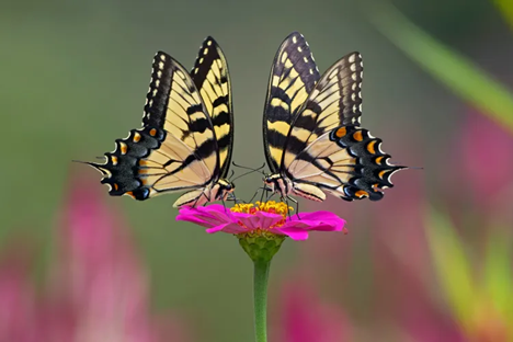 A new study of Midwestern butterflies (1992–2023) finds widespread declines: 59 of 136 species are in decline, with no species increasing. Common butterflies showed the steepest losses.

In <a href="/PeopleMagazine/">People Magzazine</a>: ow.ly/xkFb50WHAVr 

In PNAS: ow.ly/pomG50WHAVq