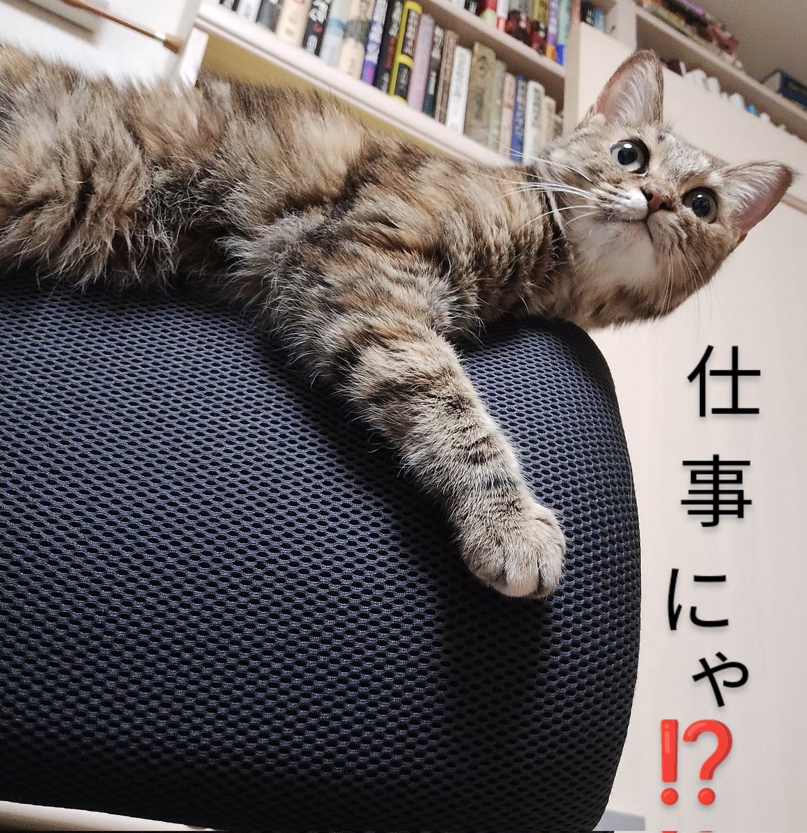 おはようございます😊
痛くないのに瞼が腫れてしまった。
出勤1日ですんごいストレス（笑）
#ねこ
#眼の腫れ