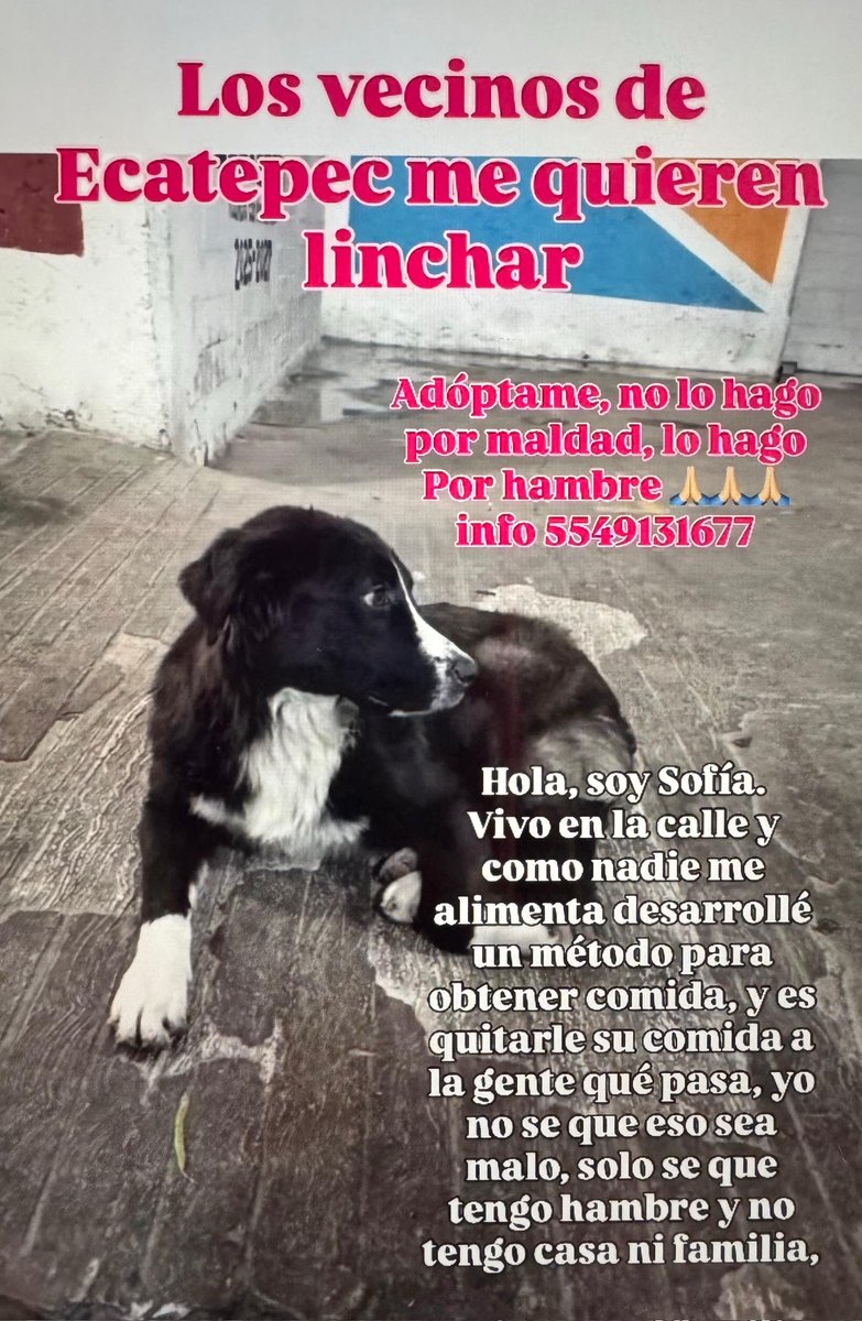 FundacionToby's tweet photo. Me ayudan a compartir? Este cachorro necesita ayuda urgente 🙏 https://t.co/NjCcw8wdvl
