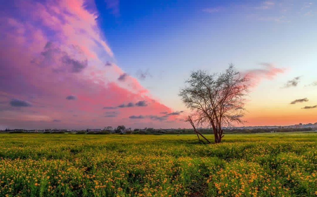 My beloved village, Beit Hanoun, was named after the small, red Hanoun flower. 
I wish I could smell it again, or any of the flowers that used to bloom in our fields, as if they whispered memories and filled the heart with longing.

How I miss the scent of my closet, my bed, and