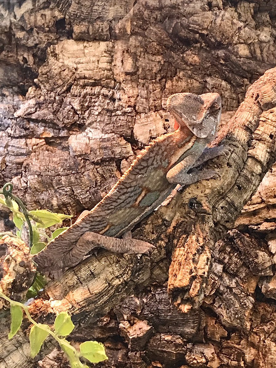 REARFANG tweet media