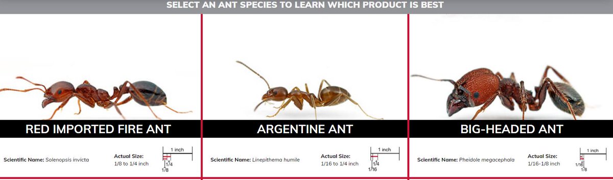 ExtinguishCLS's tweet image. Identifying the #fireant species impacting your operation is half the battle. Check out our ant ID page to find out which product will work best for you. bit.ly/3xrcgAI