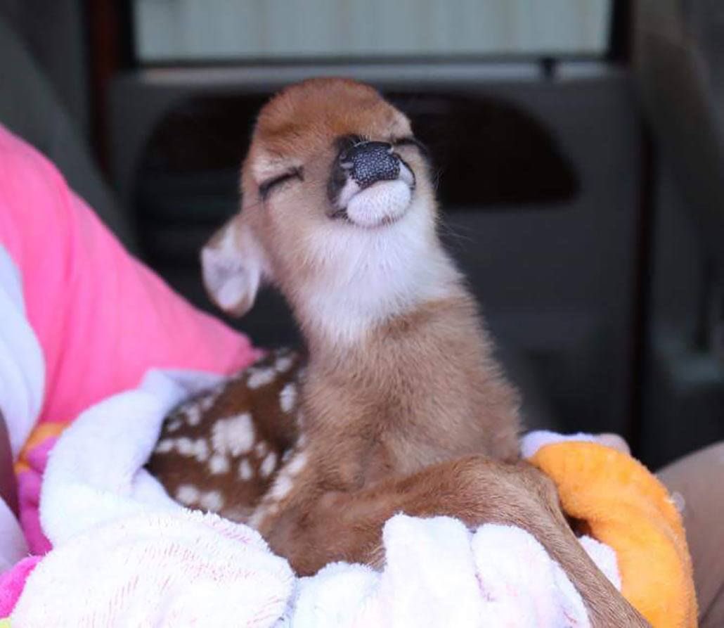 🦌 tweet media