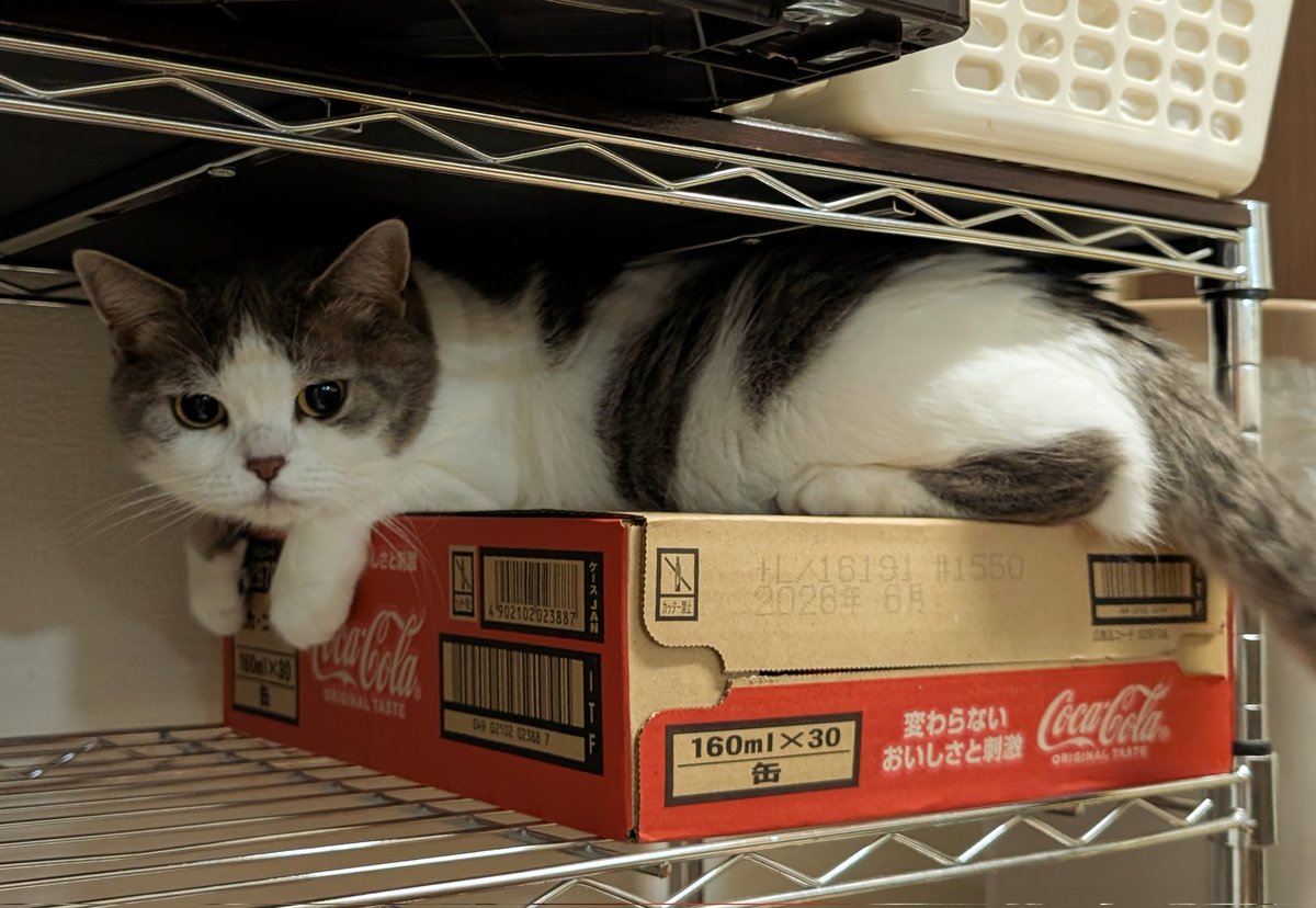 皆さん、おはようございます☀

新たなテリトリーを見つけたにゃんこ🐱🐾

随分、狭いトコ見つけましたね〜🤔
陽もあたらないし☀、大好きな段ボールもあるから、涼む🎐には良いトコですね☺️

挟まって出られないコトにならなければ良いですが…💦🐱🐾