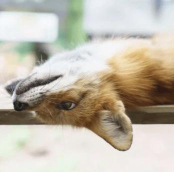 ...
...
...
Xof! I'm a Xof! Being an upside down fox, that makes me an xof! Right?
Stay Yxof, my friends! Cute posts are set today, for the first time in a while. Sorry I've been gone for so long. Enjoy!