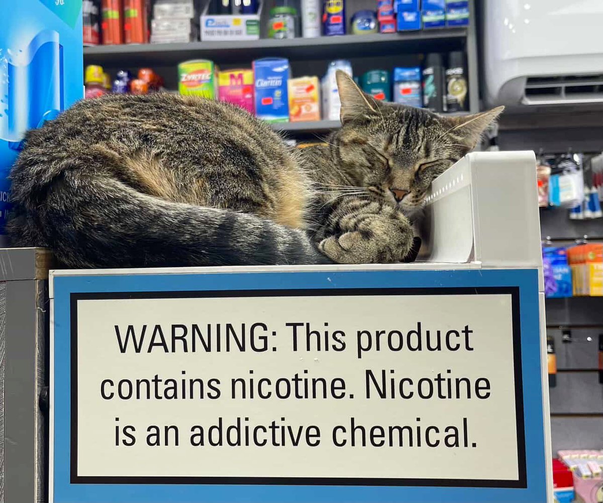 Bodega Cats (@bodegacats_) on Twitter photo 