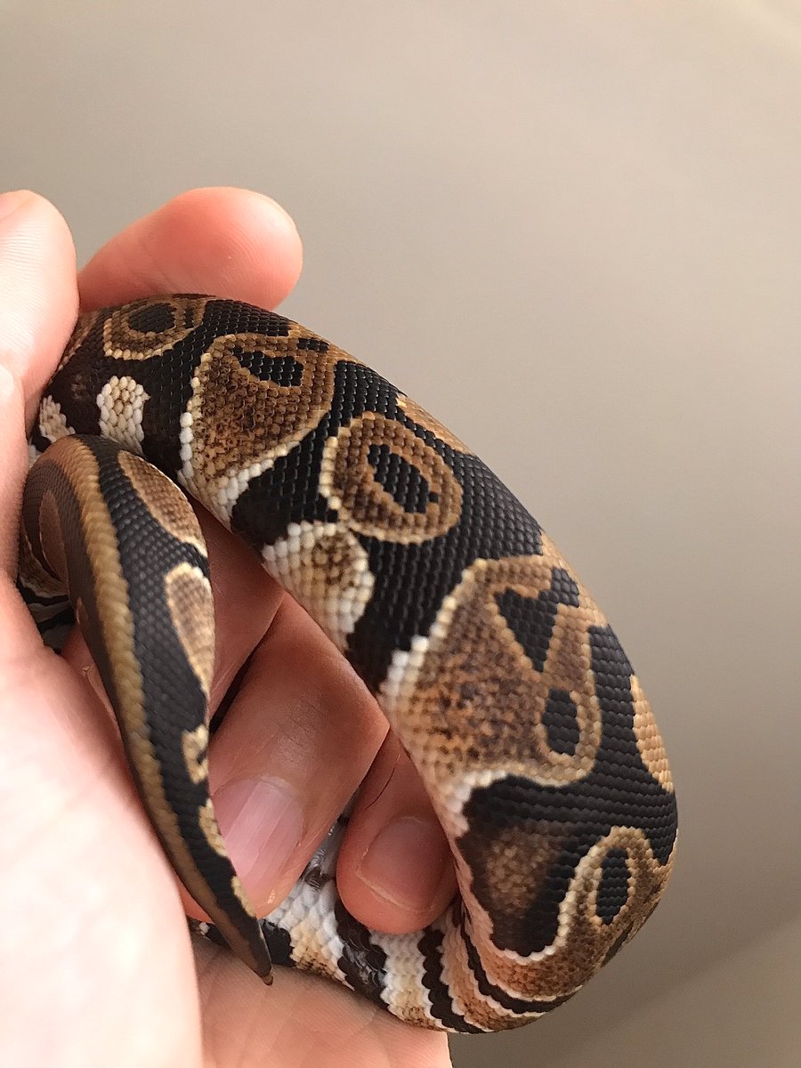 REARFANG tweet media