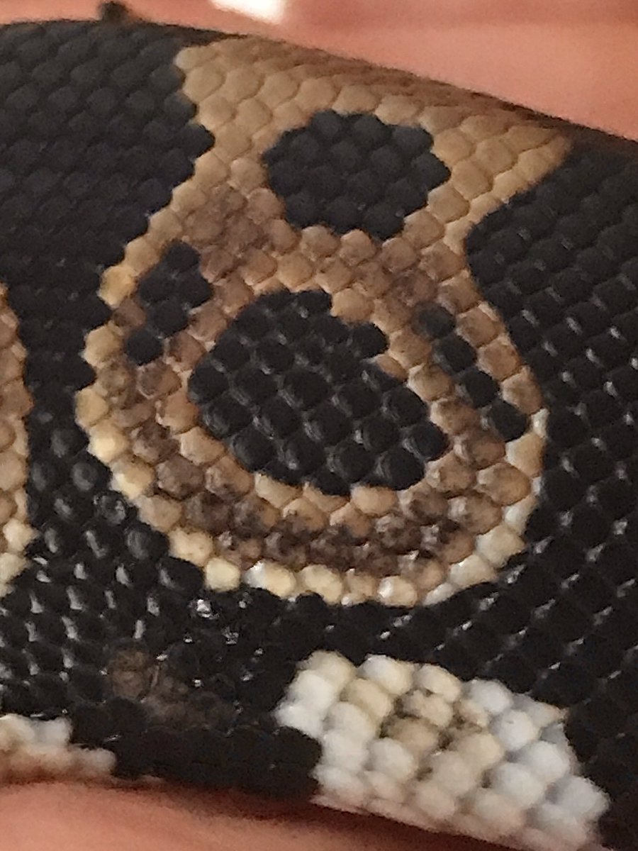 REARFANG tweet media