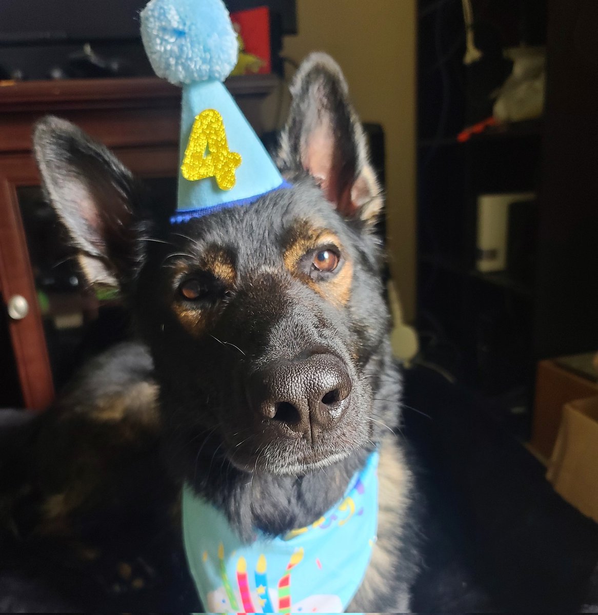 Smol_Shepherd's tweet photo. @HowlTheShep Is 4!🎂 https://t.co/RjeADlDOFA