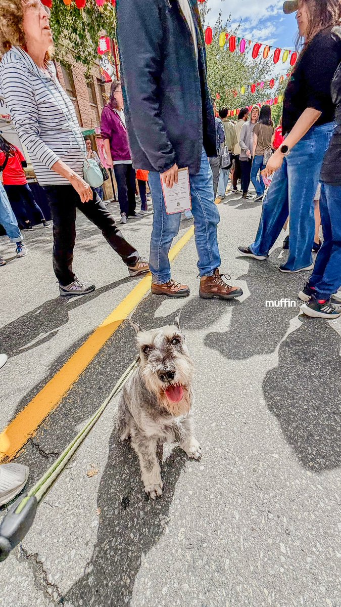 Still buzzing from a weekend packed with fun! 🤩 Besides all the Pride celebrations, we also lit up Chinatown at the #LightUpChinatown #點亮華埠 event! 🧧 What a vibrant and amazing festival! 🎊 @lightupchinatown

#VancouverChinatown #ChinatownFestival #VancouverChinatownFestival